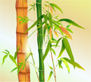 Japanischer Bambus